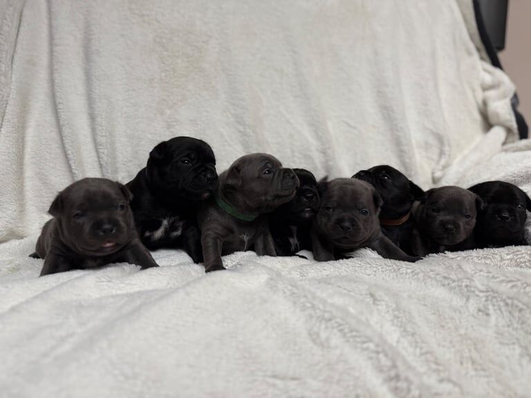 Staffordshire Bull Terrier puppies for sale in Farnborough, Hampshire – KC registered, 6 months old - Image 2 of 3
