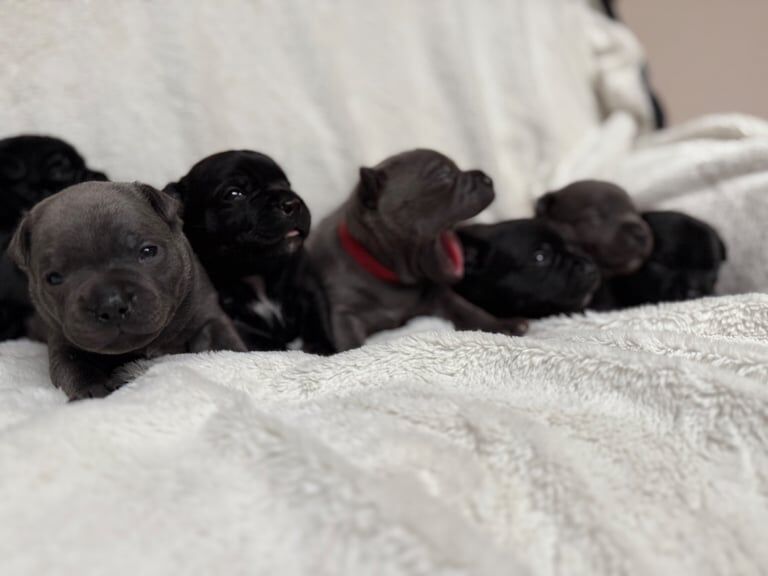 Staffordshire Bull Terrier puppies for sale in Farnborough, Hampshire – KC registered, 6 months old - Image 3 of 3