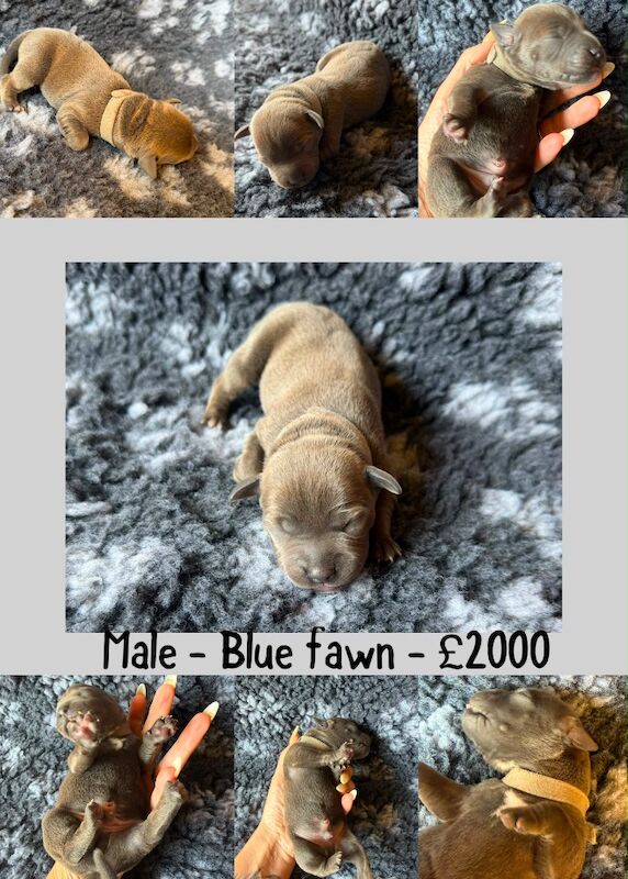 Stunning staffordshire bullterrier puppies