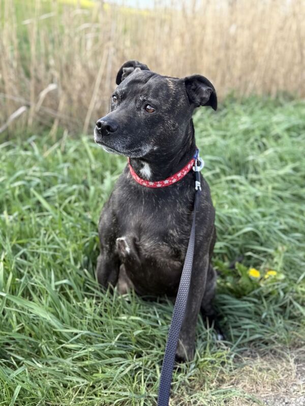 Staffie Puppies For Sale