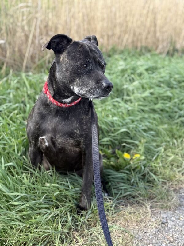 Sunny - 9 Years Old - Retirement Home Needed - Image 2 of 2