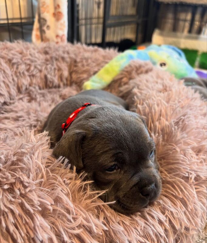 Super blue staffordshire bull terrier puppies for sale in Edinburgh, City of Edinburgh