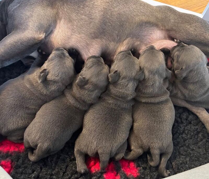 Super blue staffordshire bull terrier puppies for sale in Edinburgh, City of Edinburgh - Image 2