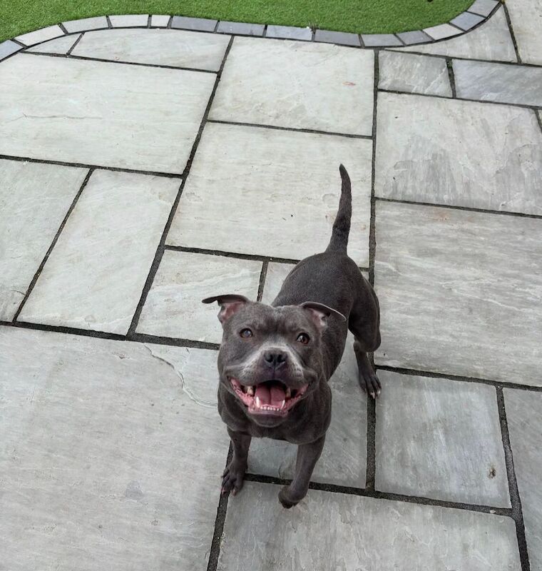 Super blue staffordshire bull terrier puppies for sale in Edinburgh, City of Edinburgh - Image 3