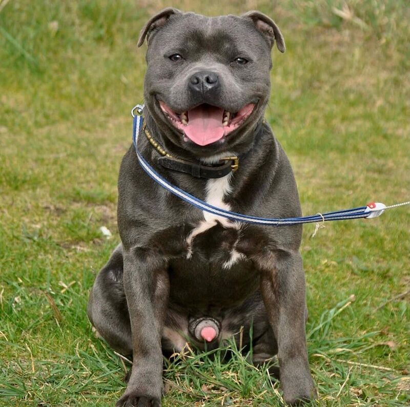 Super blue staffordshire bull terrier puppies for sale in Edinburgh, City of Edinburgh - Image 4
