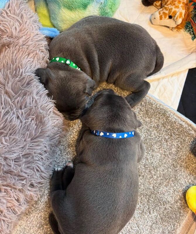 Super blue staffordshire bull terrier puppies for sale in Edinburgh, City of Edinburgh - Image 5