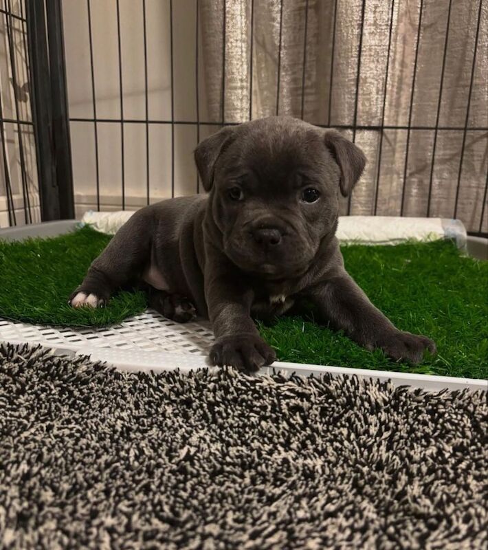 Super blue staffordshire bull terrier puppies for sale in Edinburgh, City of Edinburgh - Image 6