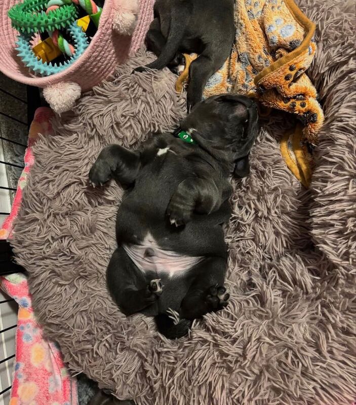 Super blue staffordshire bull terrier puppies for sale in Edinburgh, City of Edinburgh - Image 7