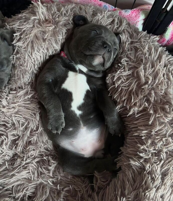 Super blue staffordshire bull terrier puppies for sale in Edinburgh, City of Edinburgh - Image 8
