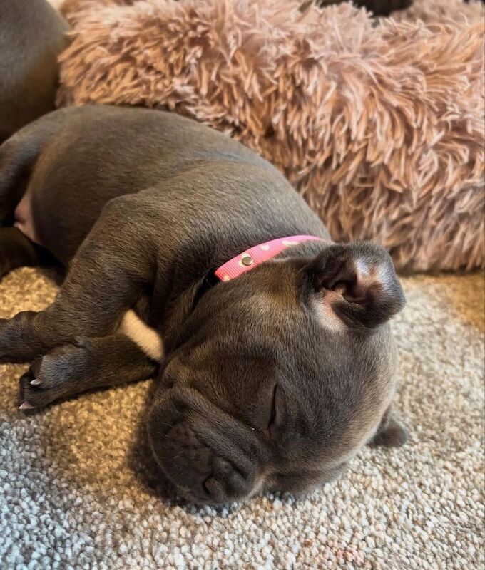 Super blue staffordshire bull terrier puppies for sale in Edinburgh, City of Edinburgh - Image 9