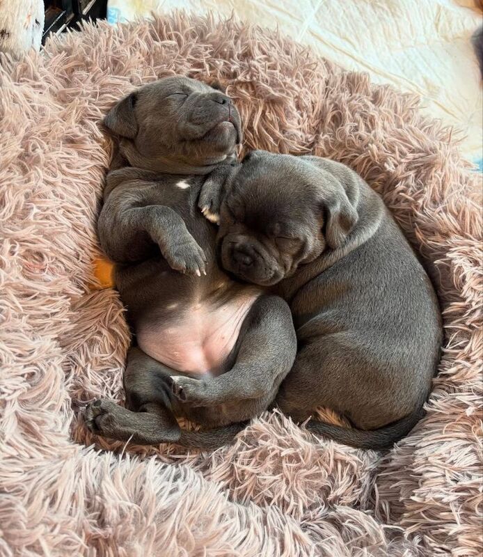 Super blue staffordshire bull terrier puppies for sale in Edinburgh, City of Edinburgh - Image 10