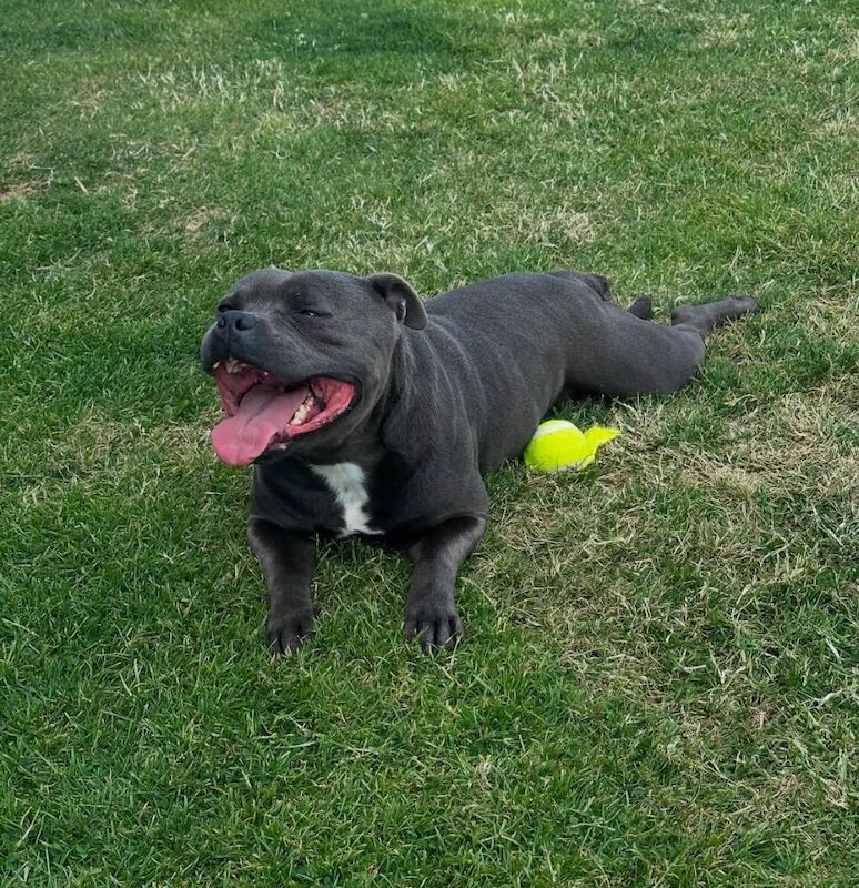 Super blue staffordshire bull terrier puppies for sale in Edinburgh, City of Edinburgh - Image 11