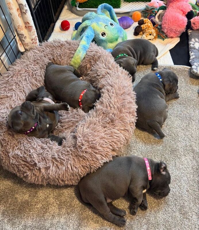 Super blue staffordshire bull terrier puppies for sale in Edinburgh, City of Edinburgh - Image 12
