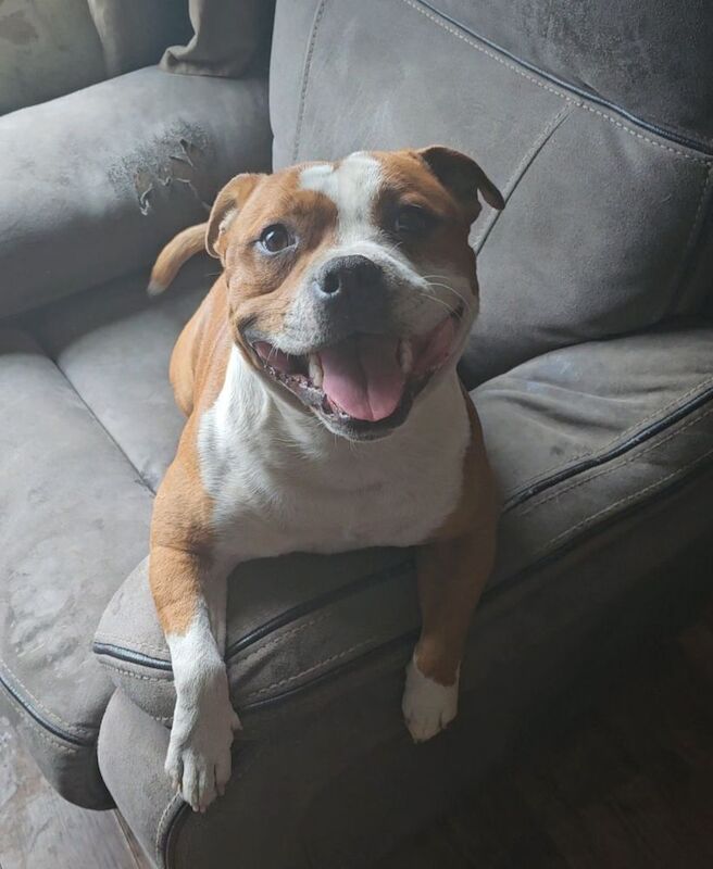 Staffordshire Bull Terrier stud dog for stud in Rochdale, Greater Manchester – KC registered, 2 years old - Image 1 of 3
