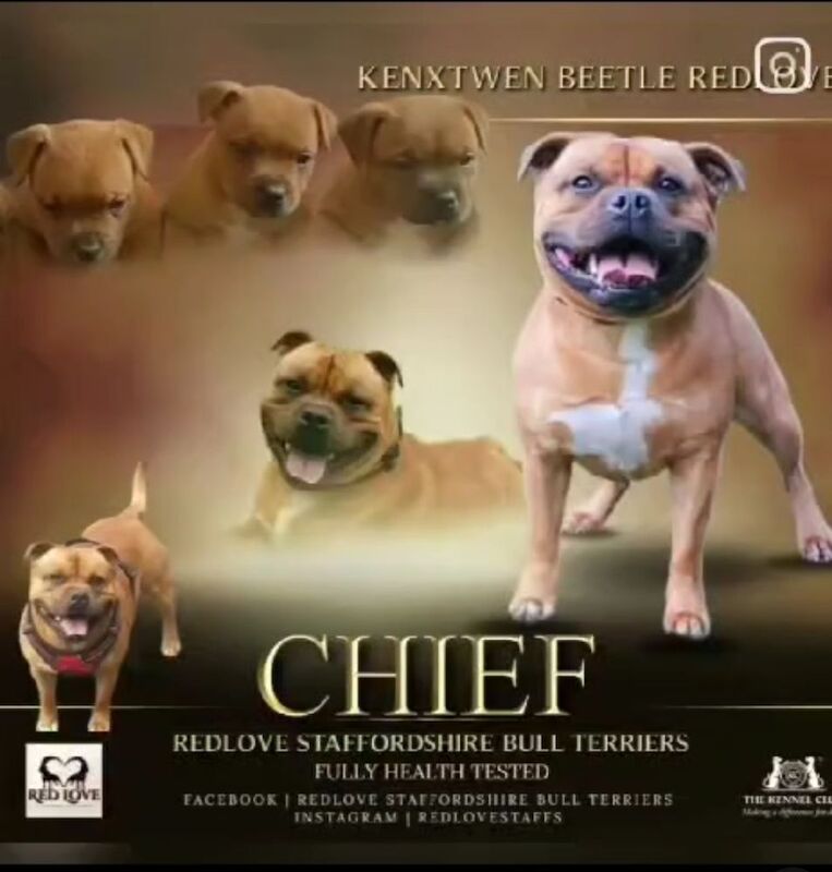 Staffordshire Bull Terrier stud dog for stud in Rochdale, Greater Manchester – KC registered, 2 years old - Image 2 of 3