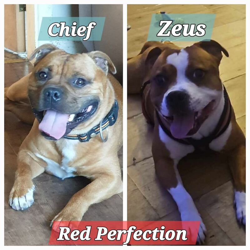 🥨The Redlove dreamteam.🥨 for sale in Rochdale, Greater Manchester - Image 3
