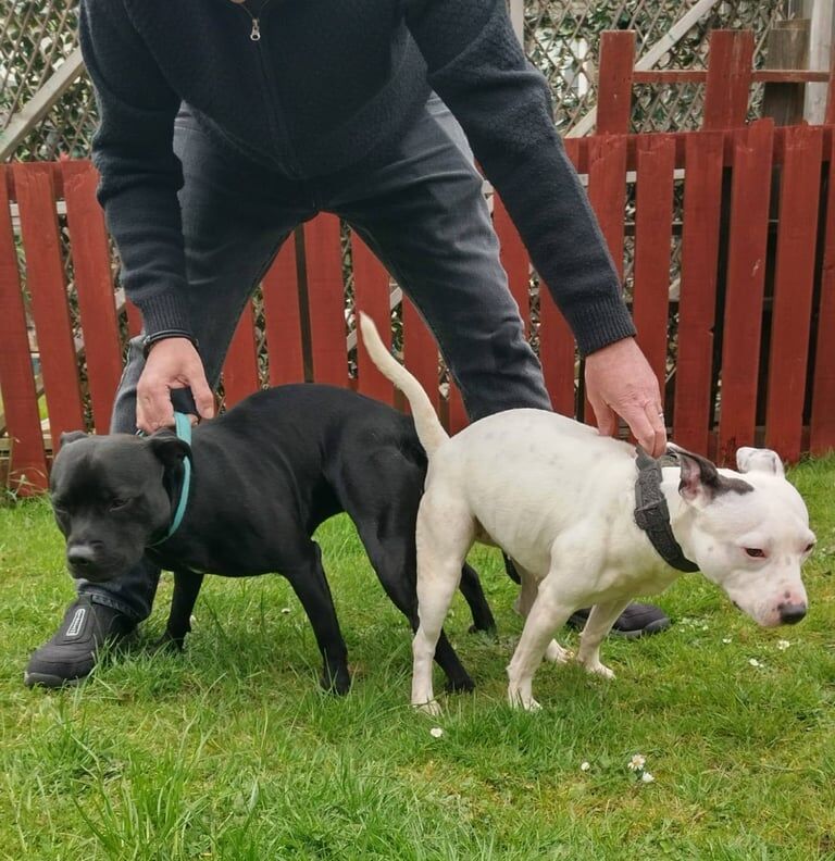 Staffordshire Bull Terrier puppies for sale in Kirkcaldy, Fife – 4 weeks old - Image 2 of 3
