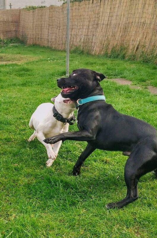 Staffordshire Bull Terrier puppies for sale in Kirkcaldy, Fife – 4 weeks old - Image 3 of 3