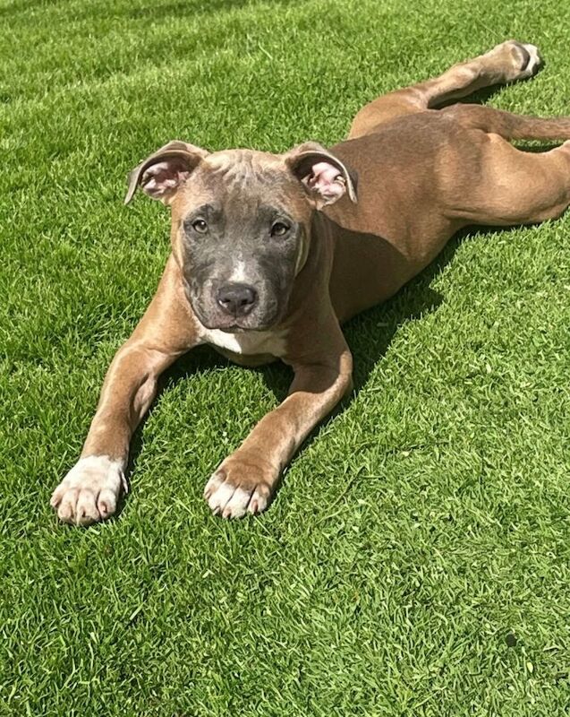Top quality staff pups ready now