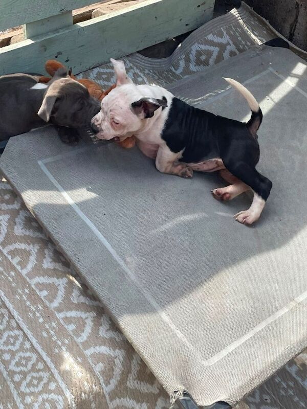 Top quality staff pups ready now - Image 2 of 4