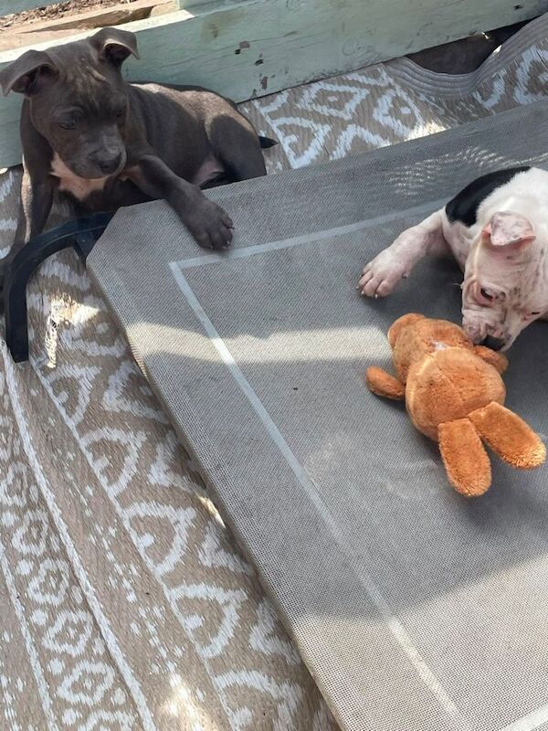 Top quality staff pups ready now - Image 3 of 4