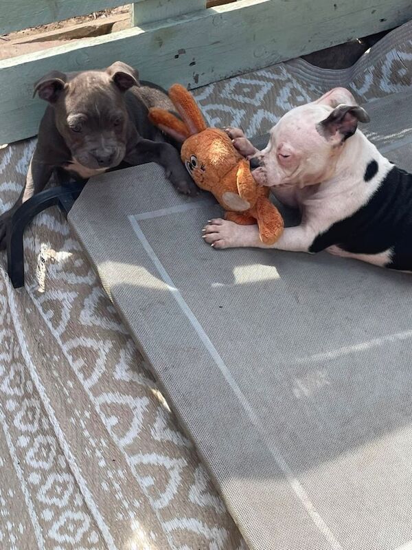 Top quality staff pups ready now - Image 4 of 4