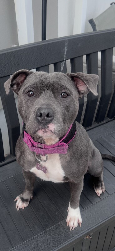 Staffordshire Bull Terrier puppies for sale in Bridgend, Aberdeenshire – KC registered, 2 years old
