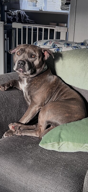 Staffordshire Bull Terrier puppies for sale in Bridgend, Aberdeenshire – KC registered, 2 years old - Image 2 of 5