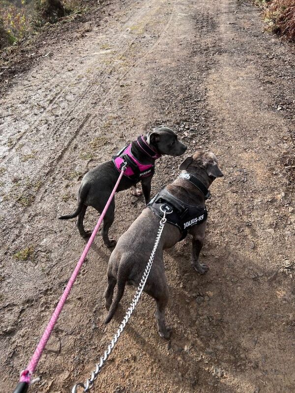 Staffordshire Bull Terrier puppies for sale in Bridgend, Aberdeenshire – KC registered, 2 years old - Image 3 of 5