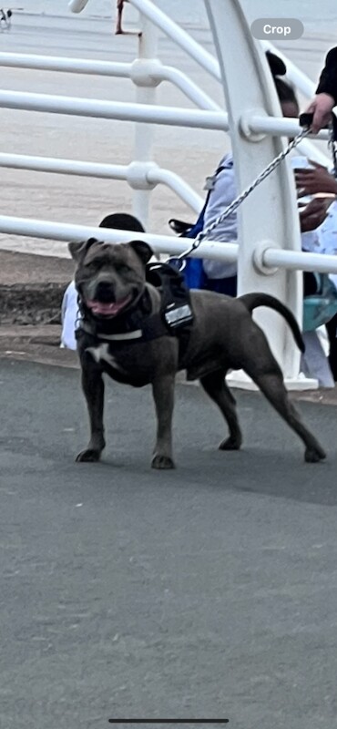 Staffordshire Bull Terrier puppies for sale in Bridgend, Aberdeenshire – KC registered, 2 years old - Image 4 of 5