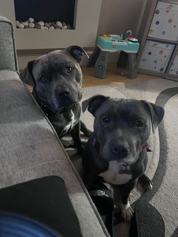 Staffordshire Bull Terrier puppies for sale in Bridgend, Aberdeenshire – KC registered, 2 years old - Image 5 of 5