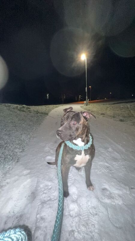 Staffie Puppies For Sale
