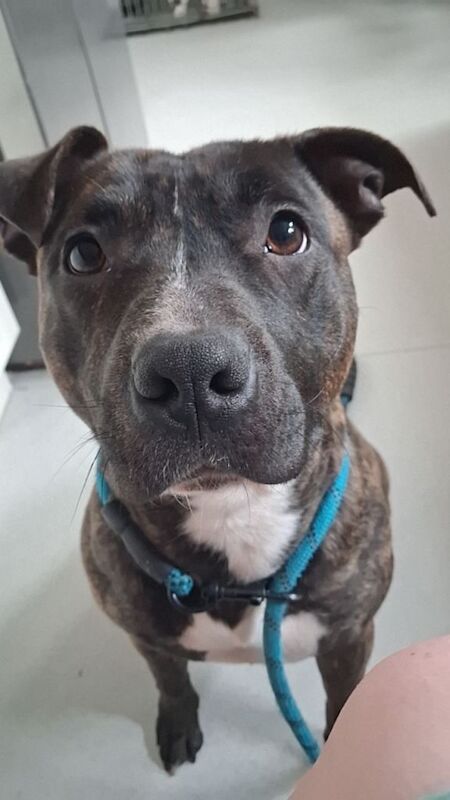 Two girl Staffordshire bull terrier - Image 2 of 3
