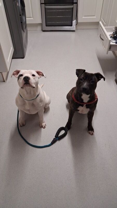 Two girl Staffordshire bull terrier - Image 3 of 3
