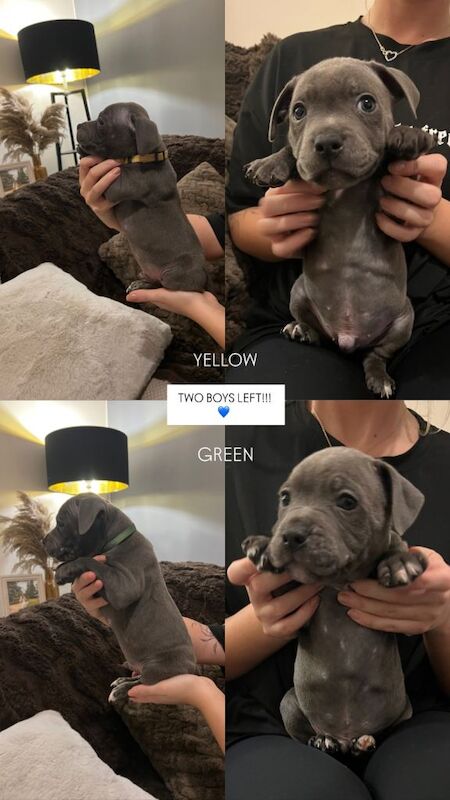 Kennel Club Registered Staffordshire Bull Terrier Puppies For Sale