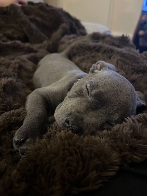 Staffordshire Bull Terrier puppies for sale in Milford Haven, Pembrokeshire – 8 weeks old - Image 2 of 6