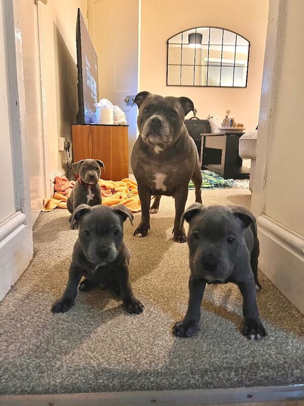 Staffordshire Bull Terrier puppies for sale in Milford Haven, Pembrokeshire – 8 weeks old - Image 3 of 6