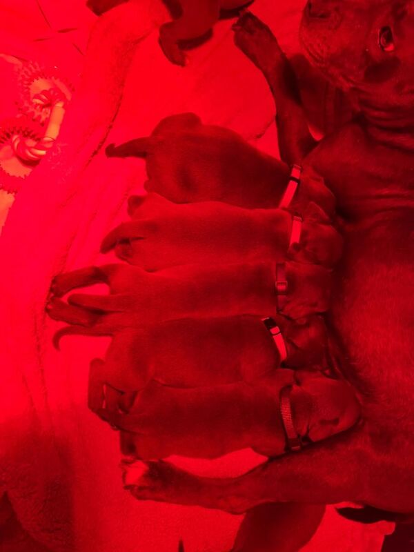 Staffordshire Bull Terrier puppies for sale in Milford Haven, Pembrokeshire – 8 weeks old - Image 4 of 6