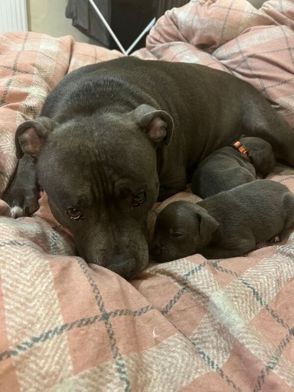 Staffordshire Bull Terrier puppies for sale in Milford Haven, Pembrokeshire – 8 weeks old - Image 5 of 6