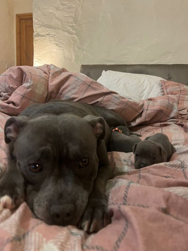 Staffordshire Bull Terrier puppies for sale in Milford Haven, Pembrokeshire – 8 weeks old - Image 6 of 6