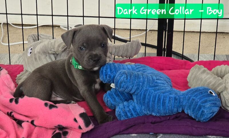 ✨️Unique Litter✨️KC Registered Blue Staffy Puppies✨️ ONLY 4 BOY Available✨️Premium Bloodline☎️ Contact via: Call/Text/What's app ☎️ for sale in Strood, Kent