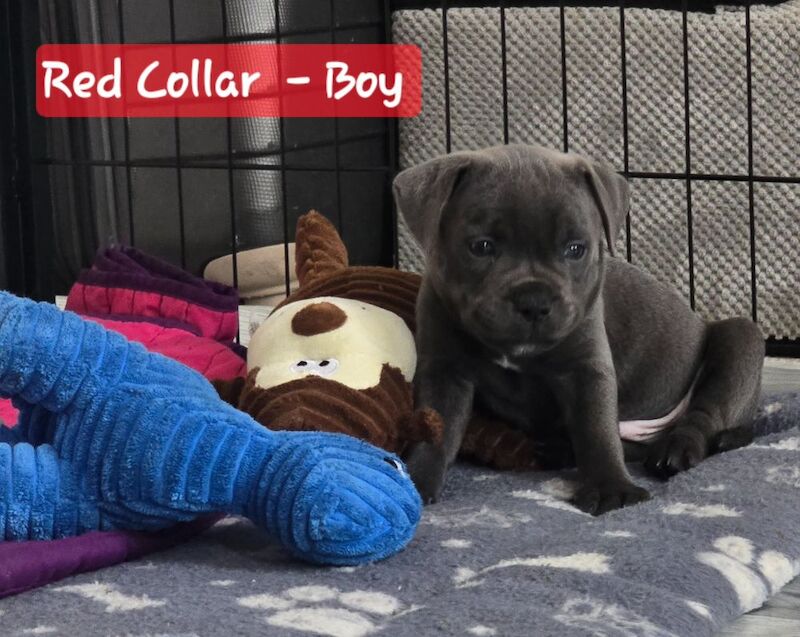 ✨️Unique Litter✨️KC Registered Blue Staffy Puppies✨️ ONLY 2 BOY Available✨️Premium Bloodline☎️ Contact via: Call/Text/What's app ☎️ for sale in Strood, Kent