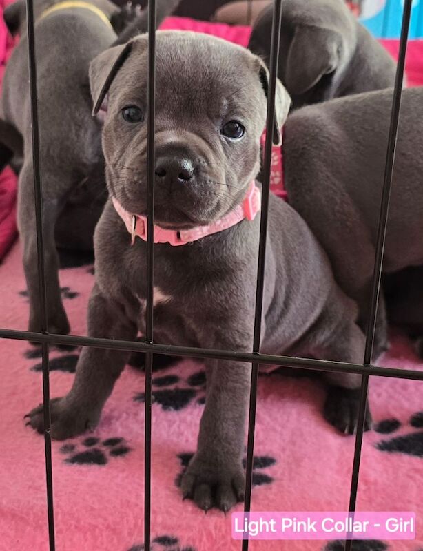✨️Unique Litter✨️KC Registered Blue Staffy Puppies✨️Available✨️Premium Bloodline☎️ Contact via: Call/Text/What's app ☎️ for sale in Strood, Kent