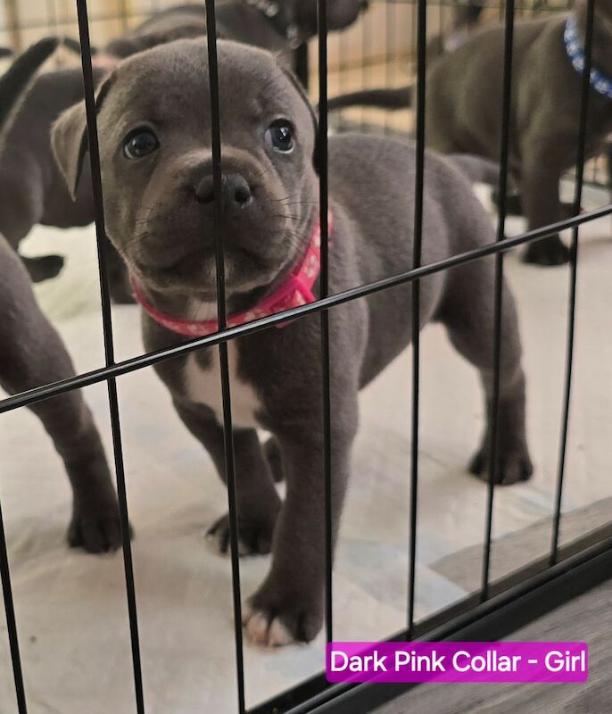 ✨️Unique Litter✨️KC Registered Blue Staffy Puppies✨️7 Available✨️Premium Bloodline☎️ Contact via: Call/Text/What's app ☎️ for sale in Strood, Kent
