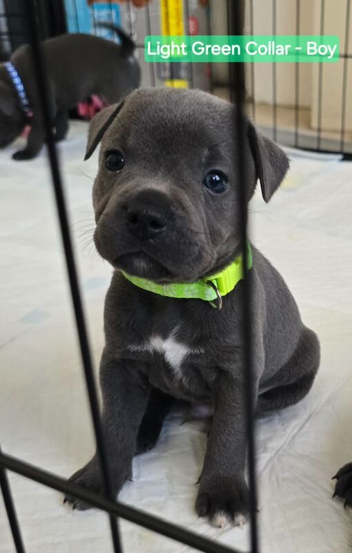 ✨️Unique Litter✨️KC Registered Blue Staffy Puppies✨️ ONLY 5 BOY Available✨️Premium Bloodline☎️ Contact via: Call/Text/What's app ☎️ for sale in Strood, Kent