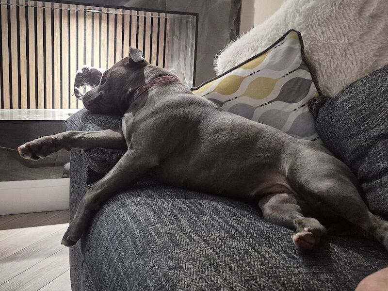 Kennel Club Registered Staffordshire Bull Terrier Puppies For Sale