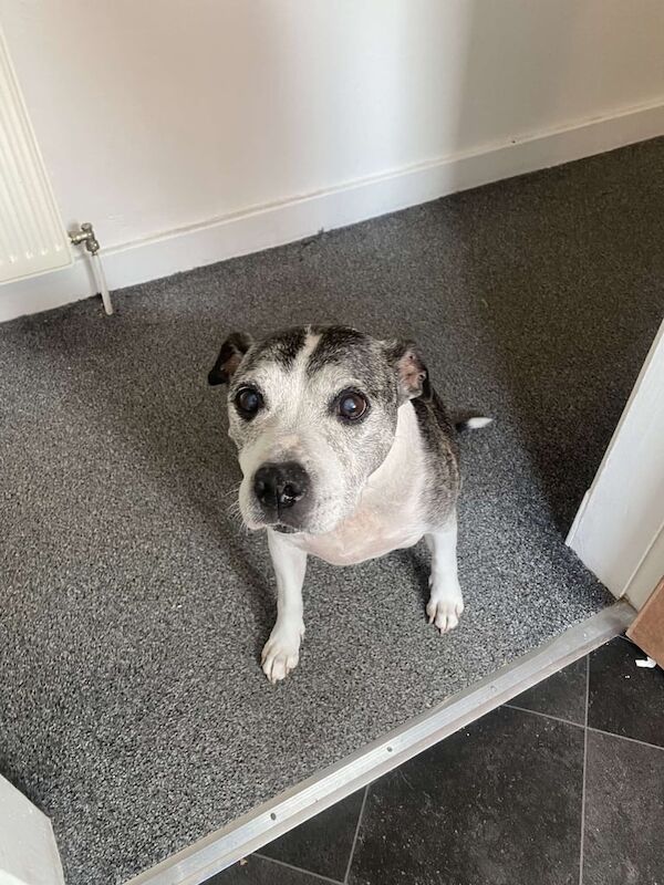 Staffordshire Bull Terrier puppies for sale in Borrowstounness, Falkirk – 12 years old