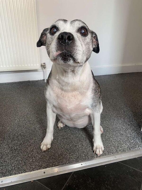 Staffordshire Bull Terrier puppies for sale in Borrowstounness, Falkirk – 12 years old - Image 2 of 3