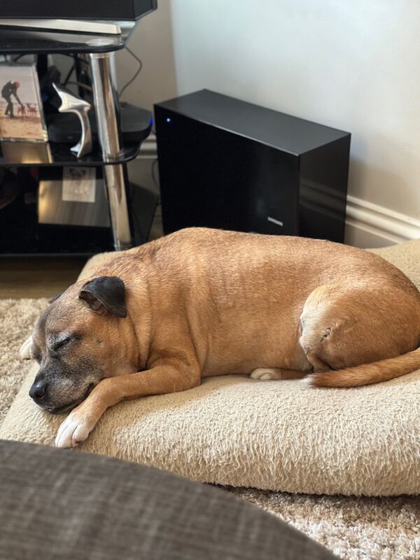 Staffordshire Bull Terrier puppies wanted in London, City of London, Greater London – 10 months old - Image 2 of 3