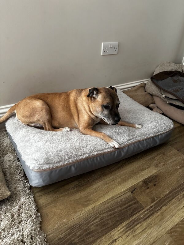 Staffordshire Bull Terrier puppies wanted in London, City of London, Greater London – 10 months old - Image 3 of 3